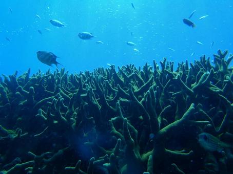 珊瑚礁 珊瑚礁 ダイビング,海,熱帯魚の写真素材