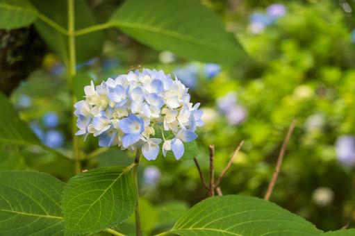 淡い色合いが美しい紫陽花のアップ 淡い色合いが美しい紫陽花のアップ 紫陽花,花,淡色の写真素材