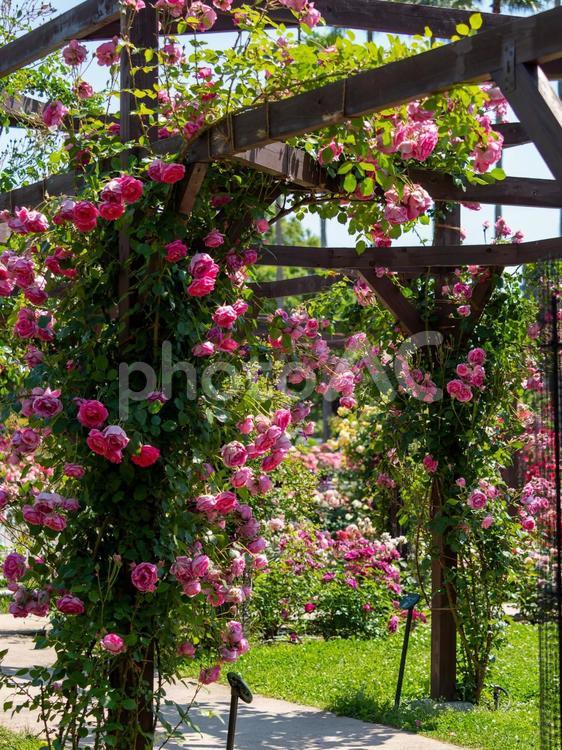 美しい薔薇が咲く満開の薔薇園 バラ園,初夏,バラの写真素材
