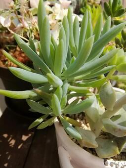 多肉植物の寄植え 多肉植物,観葉植物,植物の写真素材