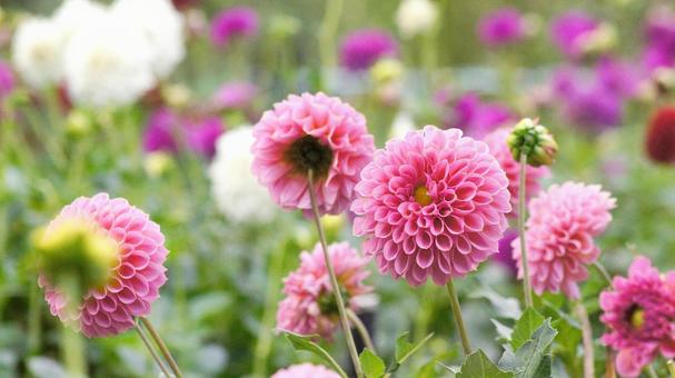 秋のダリア園-849の写真