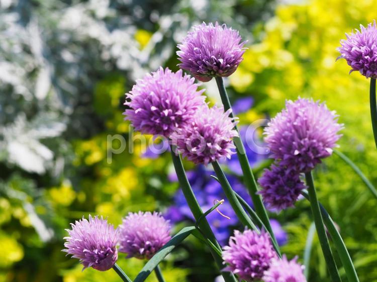 春の日差しを浴びて咲チャイブの花 花,チャイブ,ハーブの写真素材