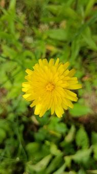 雑草もきれいです 雑草もきれいですの写真