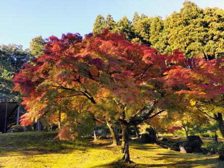 紅葉のもみじ もみじ,紅葉,秋の写真素材