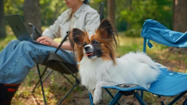 青い椅子でくつろいだ犬 犬,チェア,パピヨンの写真素材