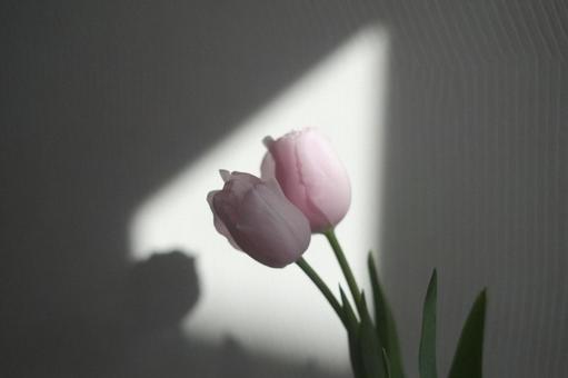 Pink Tulips, JPG