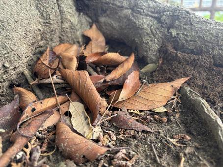 秋 枯れ葉 秋 枯れ葉 自然,木,枯れ葉の写真素材