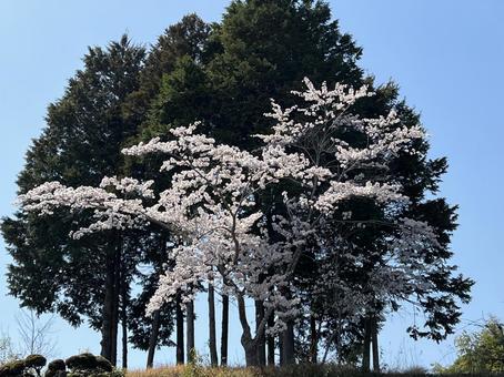 桜の写真