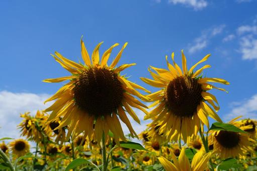 夏 ひまわり 夏 ひまわり ひまわり,ヒマワリ,風物詩の写真素材