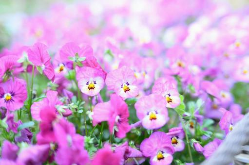 花 花の写真