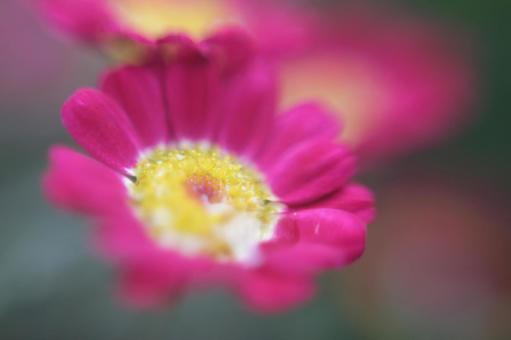 花 花の写真