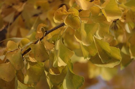 秋のひかり 秋,きいろ,光の写真素材