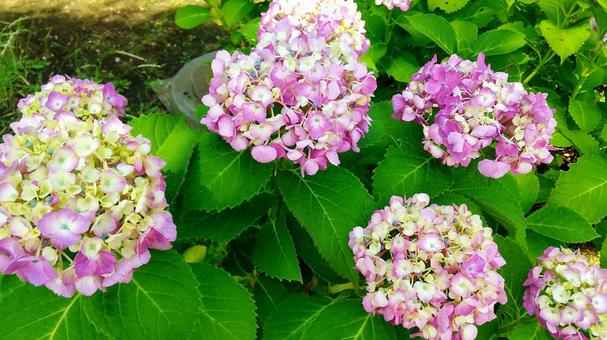 紫陽花 紫陽花の写真
