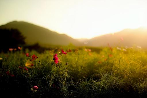 <素材>夕暮れのコスモス畑の風景 <素材>夕暮れのコスモス畑の風景 コスモス,コスモス畑,サンセットの写真素材