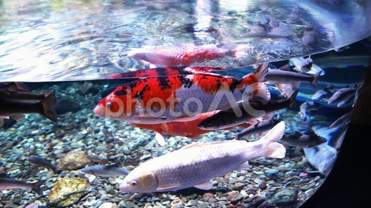 水族館の人気者 水族館,海の生物,魚類の写真素材