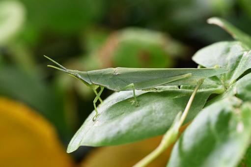 バッタの写真