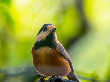 枝にとまるヤマガラの写真