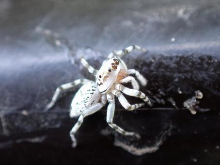 メスジロハエトリ メスジロハエトリ,白,ホワイトの写真素材