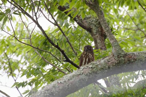 アオバズク② アオバズク② フクロウ,アオバズク,野鳥の写真素材