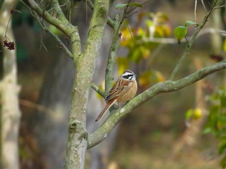 枝に留まるホオジロのオス 枝に留まるホオジロのオス ホオジロ,頬白,野鳥の写真素材