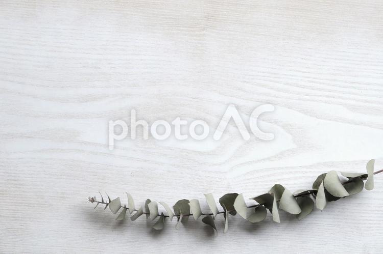 ユーカリのドライフラワーのフレーム ナチュラル,ドライフラワー,ユーカリの写真素材