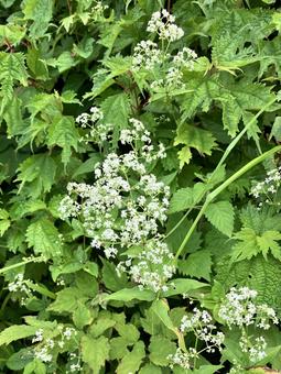 キヌタソウ２の写真