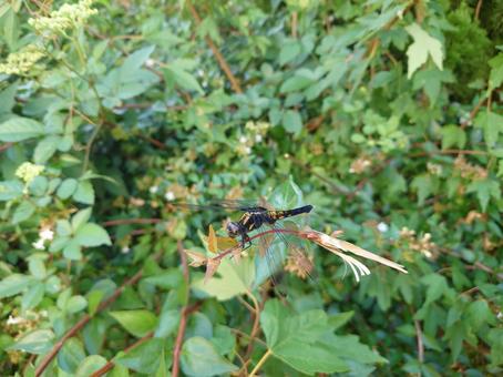 オオシオカラトンボ　メス 虫,昆虫,自然の写真素材