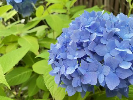 あじさい あじさい 紫陽花,あじさい,アジサイの写真素材