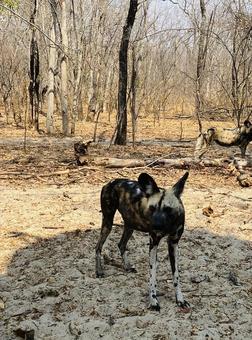 フワンゲ国立公園のリカオン(ジンバブエ) フワンゲ国立公園のリカオン(ジンバブエ) リカオン,フワンゲ,ジンバブエの写真素材