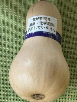 無農薬バターナッツかぼちゃ 無農薬バターナッツかぼちゃ バターナッツかぼちゃ,無農薬,無農薬野菜の写真素材