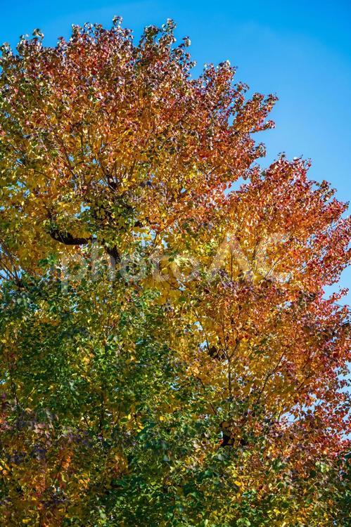 紅葉グラデーション　木の葉　赤黃緑　青空 グラデーション,赤,紅葉の写真素材