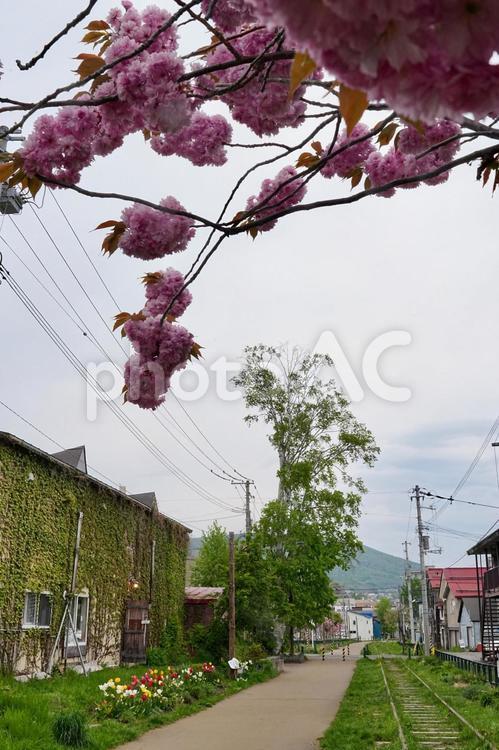 桜とチューリップの線路　小樽 小樽,線路,桜の写真素材