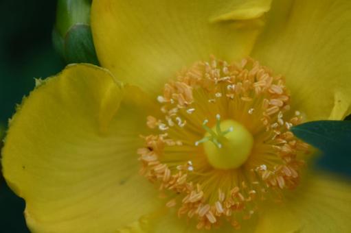 金色に輝く梅の花 金色に輝く梅の花 キンシバイ,花,オトギリソウ科の植物の写真素材