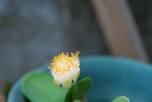 Photo, mayuhake omoto, flowers, a flower, 