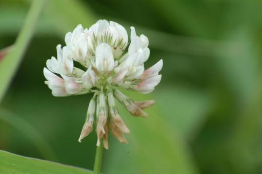 シロツメクサの写真