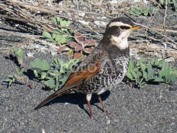 砂地でじっとしているツグミ つぐみ,鳥,砂の写真素材