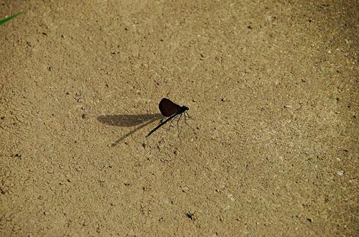 渇いた土の上のハグロトンボ ハグロトンボ,羽黒蜻蛉,ホソホソトンボの写真素材