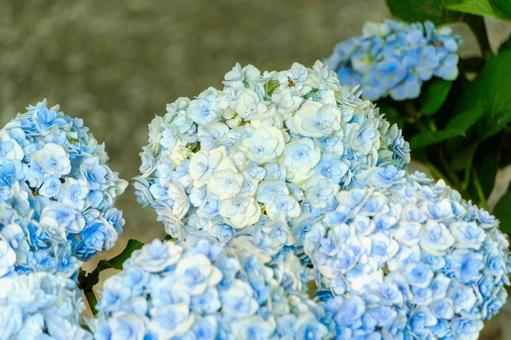淡青と白の紫陽花の房 淡青と白の紫陽花の房の写真