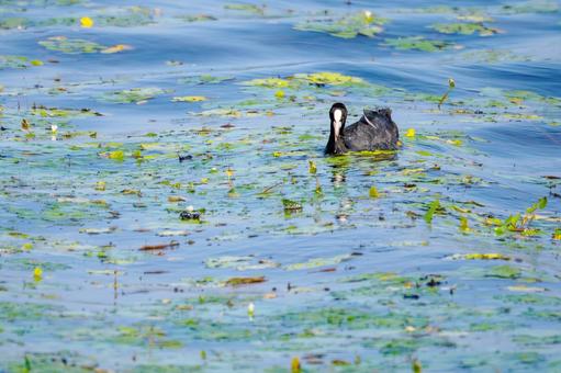 オオバン(45)の写真