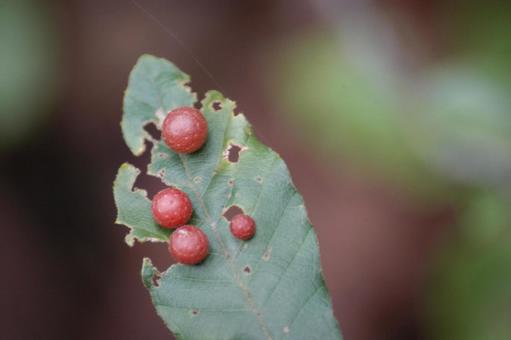 Photo, insect, red, real, 