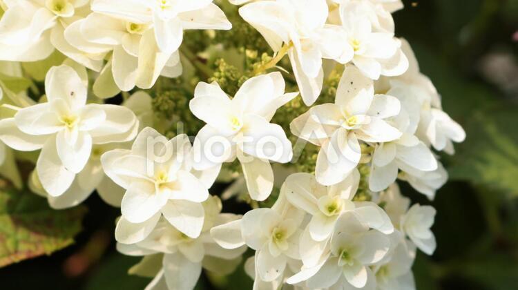 咲き始めのシロバナアジサイのアップ 花,紫,自然の写真素材