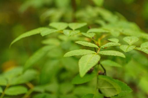 新緑の若葉の写真