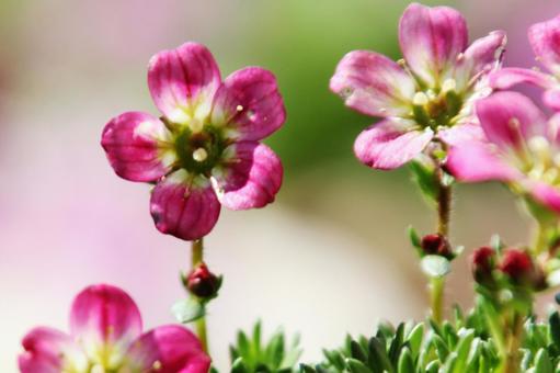 クモマグサ・雲間草 クモマグサ,マクロ,可愛いの写真素材