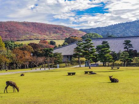 【奈良県】奈良市・奈良公園 奈良公園,鹿,若草山の写真素材