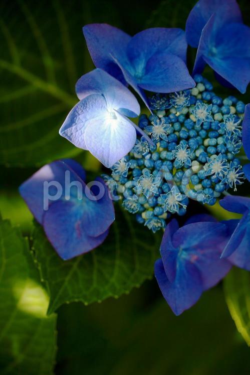 木漏れ陽に照らされた紫陽花 アジサイ,6月の花,あじさいの写真素材