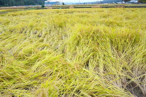 大雨で倒れた収穫前の稲1 稲,米,稲刈りの写真素材