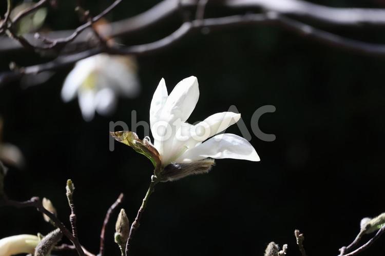 枝先に咲く白い花びらのこぶしの花のアップ 枝先,咲く,白いの写真素材