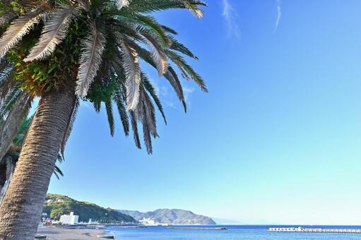 伊豆の伊東オレンジビーチのヤシの木 伊東オレンジビーチ,伊豆,リゾートの写真素材