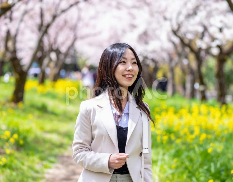 春の並木道を歩く女性 春,並木道,桜の写真素材