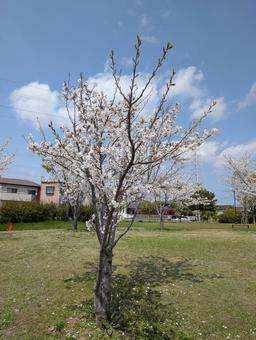 桜 桜の写真